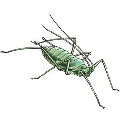 bladluis insect illustratie tekening