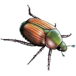 japanse kever insect illustratie tekening