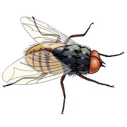 klustervlieg vlieg insect illustratie tekening