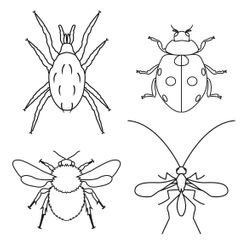 insecten eenvoudig tekening illustratie lijn