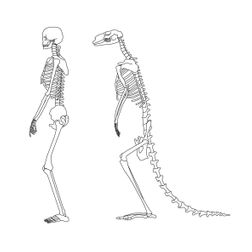 skelet geraamte vergelijking staand mens kangoeroe tekening illustratie lijn