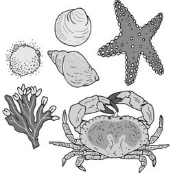 krab zeester schelpen slak planten zee onder water tekening illustratie eenvoudig
