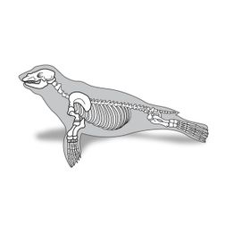 zeehond skelet geraamte schedel ruggengraat ribben poten tekening illustratie lijn