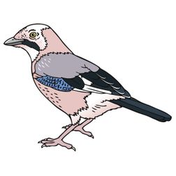 vlaamse gaai vogel tekening illustratie
