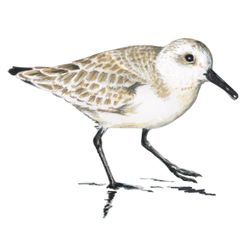 drieteenstrandloper strand water kust vogel tekening illustratie