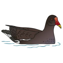 waterhoen vogel water tekening illustratie
