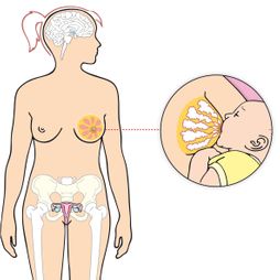 hormonen vrouw moeder baby borst hersenen bekken drinken moedermelk illustratie