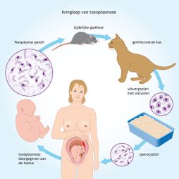 kringloop toxoplasmode gastheer rat kat kattenbak infectie uitwerpselen poep oöcysten sporocysten vrouw zwanger baby foetus toxoplasma gondii besmetting voorkomen infographic illustratie
