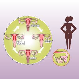 menstruatie cyslus baarmoeder eicel eisprong rijping ongesteldheid meisje tiener vrouw dagen maand illustratie