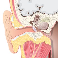 oor doorsnede slakkenhuis trommelvlies hersenen buis van Eustachius uitwendige gehoorgang oorschelp illustratie