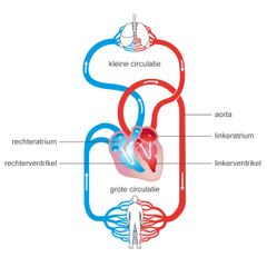 bloedsomloop aorta longen atrium ventrikel menselijk lichaamschematisch hart bloedvaten circulatie illustratie