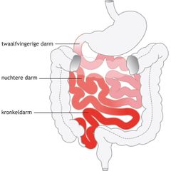 maag darmen dikke darm dunne twaalfvingerige een voudige illustratie nuchtere kronkeldarm endeldarm wormvormig aanhangsel apendix 