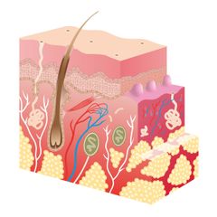 huid lagen doorsnede huidmondjes haarzakje talgklieren onderhuids vetweefsel bloedvaten haarspiertje illustratie