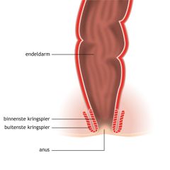 endeldarm doorsnede binnenste buitenste kringspier anus illustratie medisch anatomisch