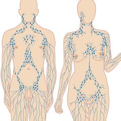 lymfestelsel lymfevaten lymfeklieren man vrouw lichaam illustratie