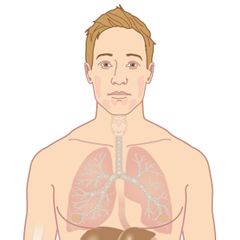 man torso anatomie anatomisch illustratie realistisch natuurgetrouw organen klieren lichaam hoofd ogen neus mond oren gezicht haren strottenhoofd ademhalingsorganen luchtwegen bronchiën speekselklieren longen slokdarm