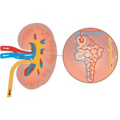 nieren nierschors niermerg nierbekken slagader ader urineleider urethra glomerulus niertubulus kapsel van Bowman lis van henle urine detail illustratie