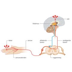 letsel hand zenuwuiteinden zenuw pijn signaal zenuwbanen ruggenmerg hersenen thalamus doorsnede schematisch mens illustratie