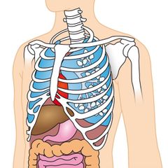 borstkas ribben organen longen longblaasjes hart lever maag darmen sleutelbeen schouder silhouet lichaam mens educatief illustratie Noordhoff