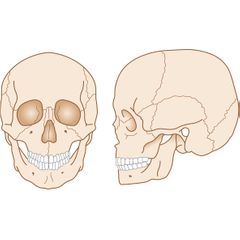 menselijke schedel voorkant zijkant illustratie