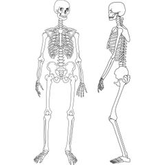 menselijk skelet geraamte botten beenderen voorkant zijkant illustratie