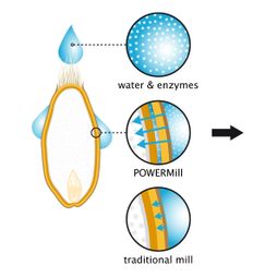 graankorrel doorsnede inweken effect water enzymen vergelijking illustratie
